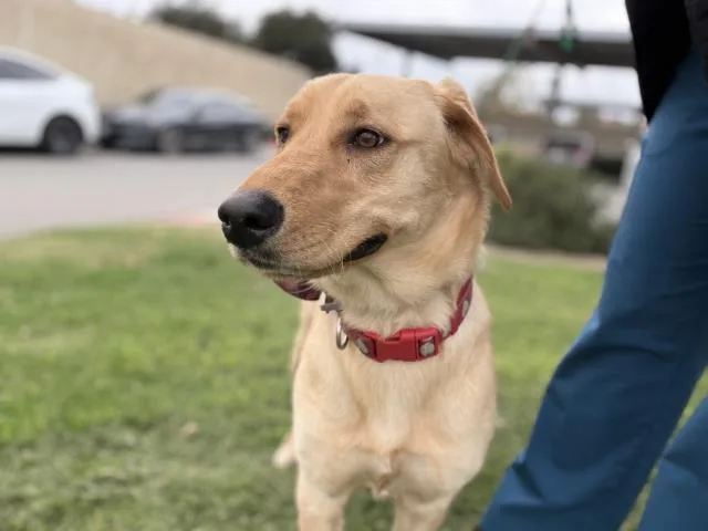 A young large-sized female Labrador Retriever dog named Baylie for adoption in Riverside, CA