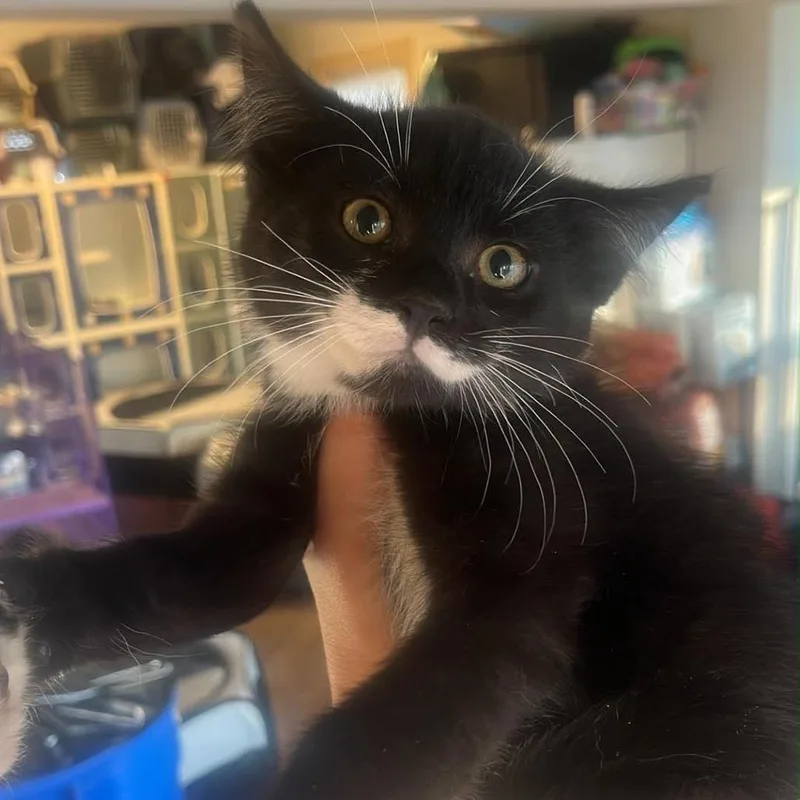 A baby small-sized male Black Domestic Short Hair cat named Pringle for adoption in Pasadena , MD