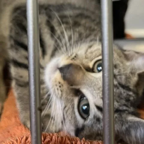 A baby small-sized male Domestic Short Hair cat named Avid for adoption in Baltimore, MD
