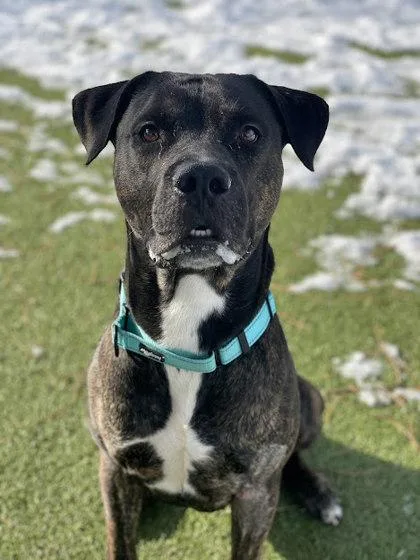 An adult large-sized male Retriever dog named Apollo for adoption in Akron, OH