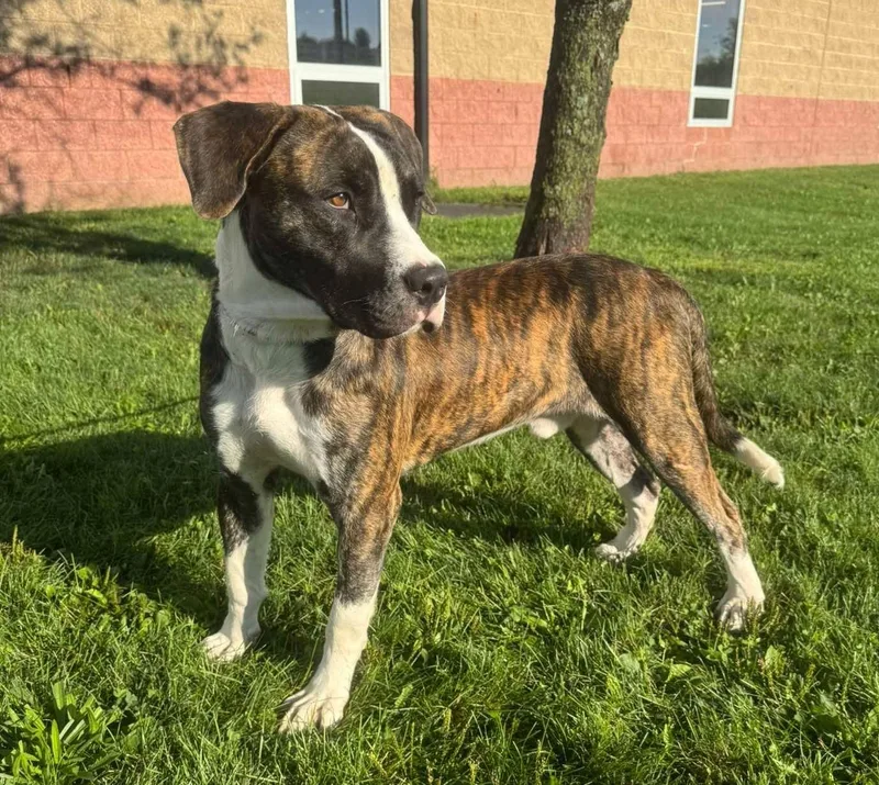 A young large-sized male Brindle Pit Bull Terrier dog named Puskey for adoption in Maryville, MO
