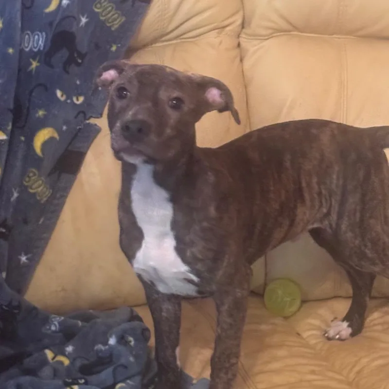 A young small-sized male Brindle Mixed Breed dog named Moose Tracks for adoption in Inwood, WV