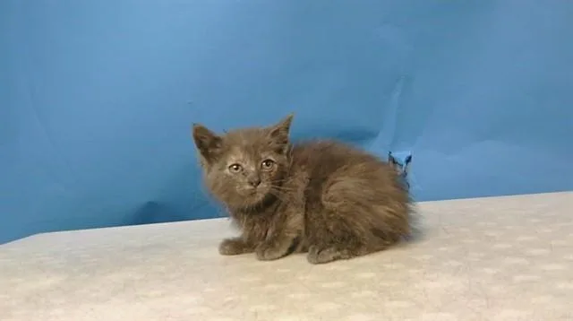 A baby small-sized female Domestic Medium Hair cat named Ivy for adoption in Gardena, CA