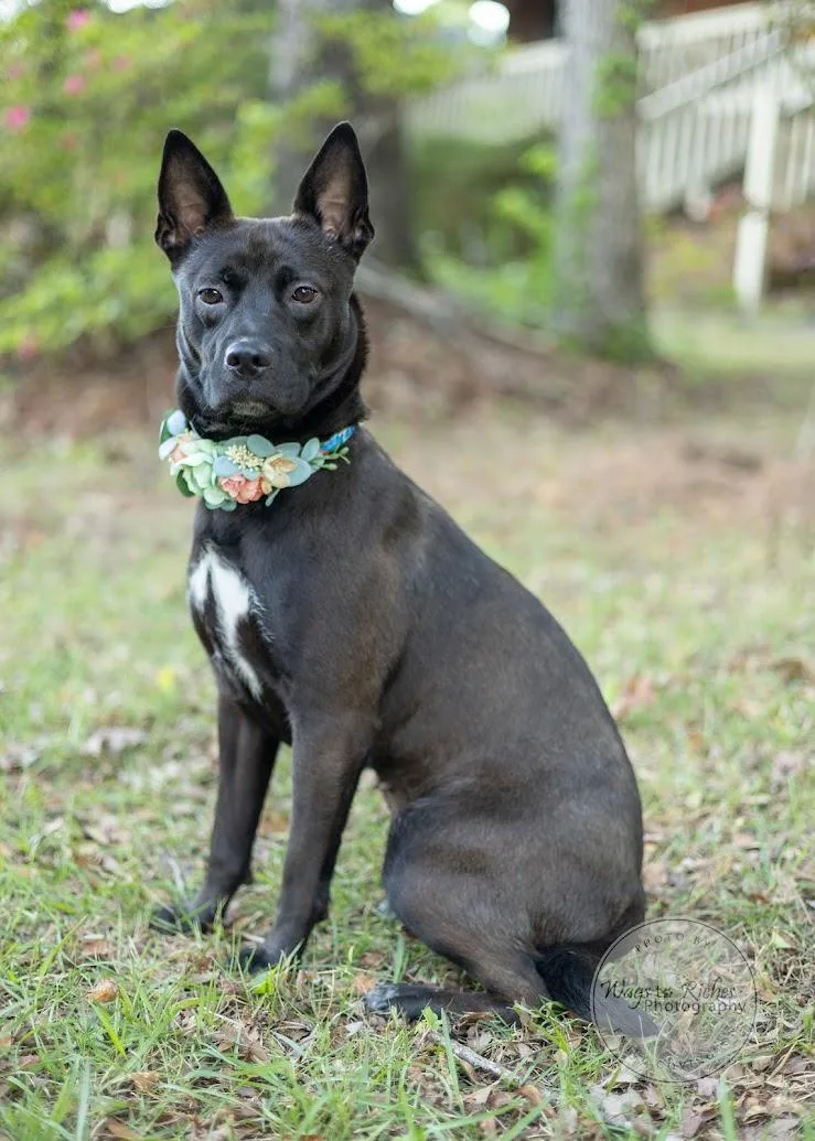 A young medium-sized female Black Schipperke dog named Lulu for adoption in Tuscaloosa, AL