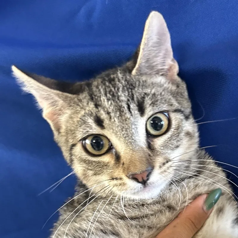A baby small-sized male Brown / Chocolate Domestic Short Hair cat named Peter for adoption in Santa Barbara, CA