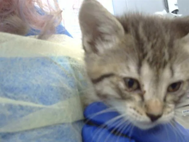 A young medium-sized female Domestic Short Hair cat named Toph for adoption in Dallas, TX