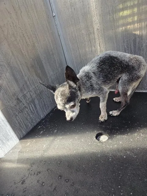 An adult small-sized male Chihuahua dog named Wanka for adoption in San Antonio, TX