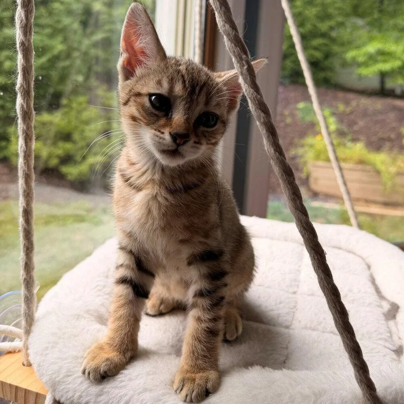 A baby medium-sized female Domestic Short Hair cat named Shu for adoption in Candler, NC