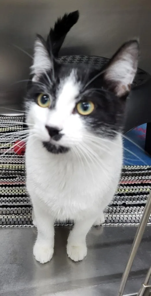 A young medium-sized male Domestic Short Hair cat named Casper for adoption in Medford, WI