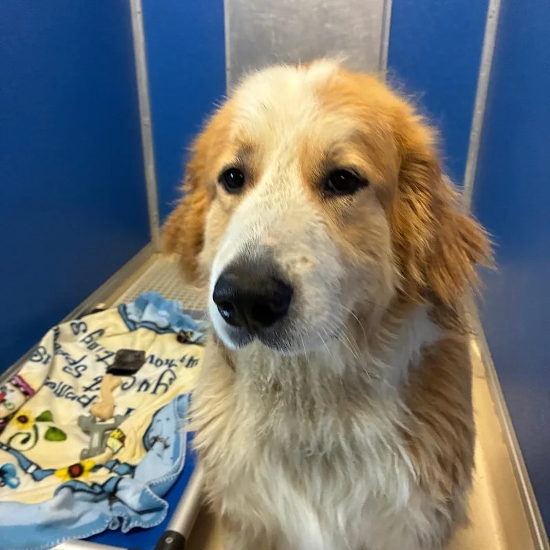 An adult extra large-sized male White / Cream Great Pyrenees dog named Frank for adoption in Marysville, OH