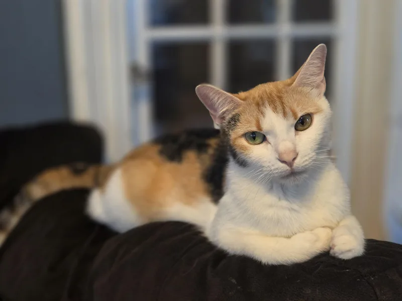 A young medium-sized female Calico cat named Emberly for adoption in Kenhorst, PA