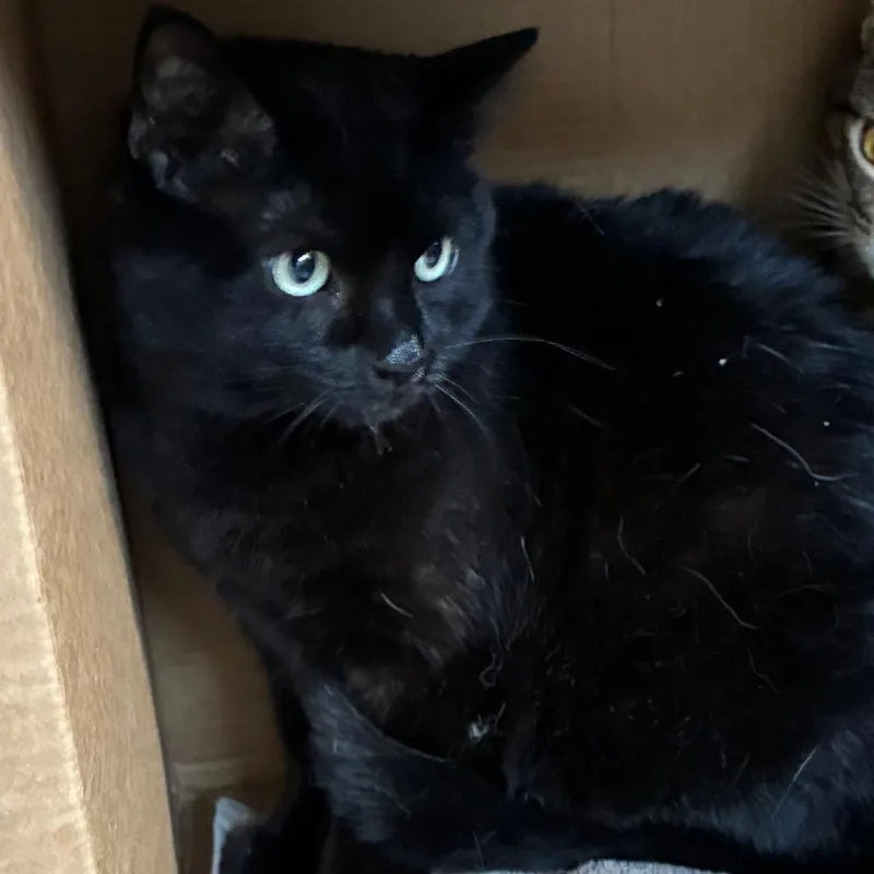 An adult large-sized female Black Domestic Short Hair cat named Buki for adoption in Yuma, AZ