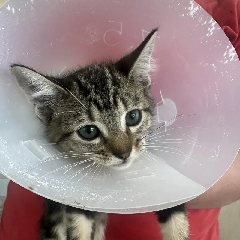 A baby small-sized male Brown / Chocolate Domestic Short Hair cat named Pinto for adoption in Leander, TX
