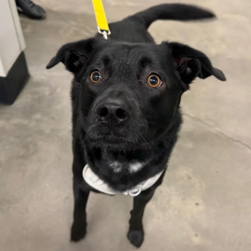 An adult medium-sized male Black Labrador Retriever dog named Khai for adoption in Tampa, FL