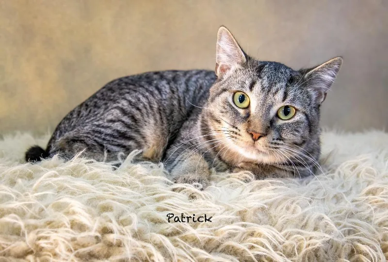 A baby medium-sized male Domestic Short Hair cat named Patrick for adoption in Hot Springs Village, AR