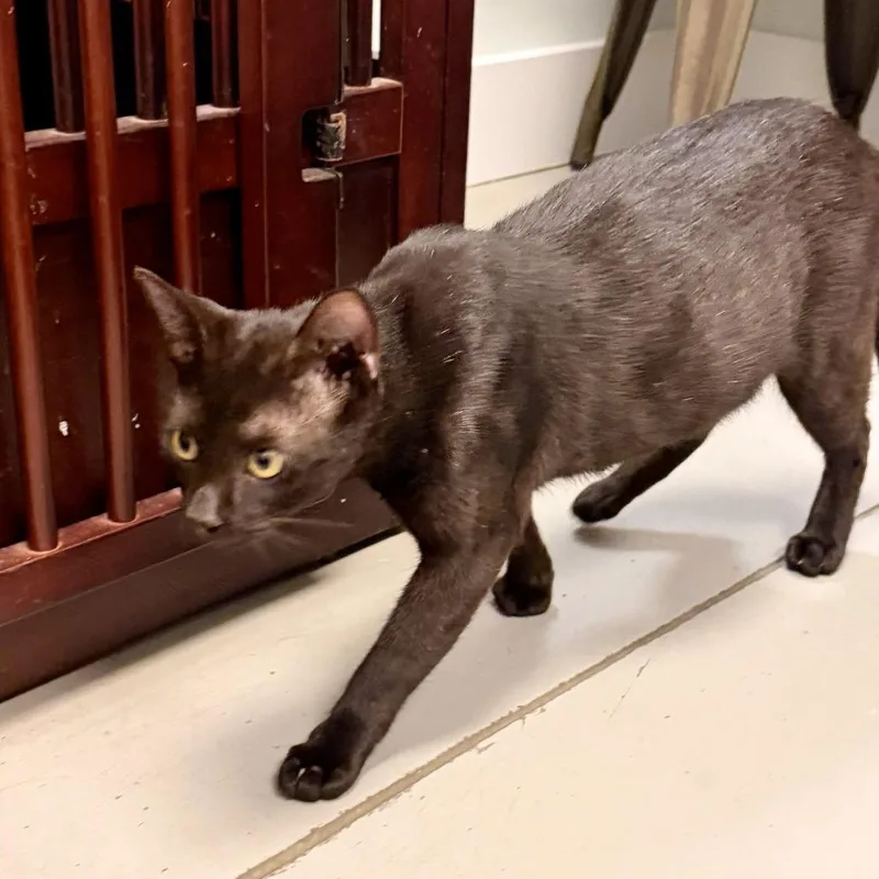 A young medium-sized female Black American Shorthair cat named Candy for adoption in Freeport, FL