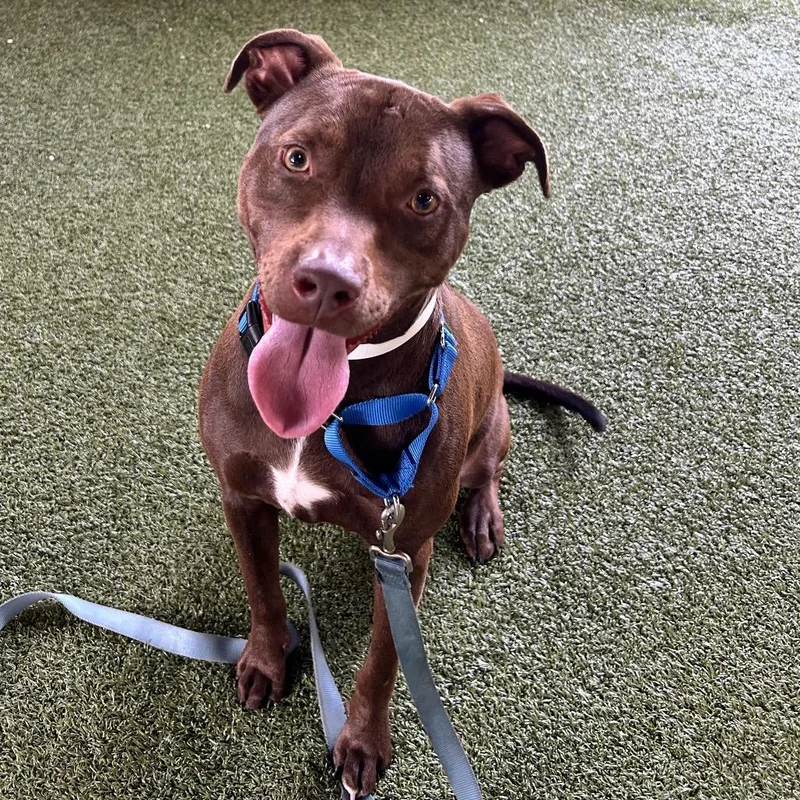 An adult large-sized male Brown / Chocolate Mixed Breed dog named Cody for adoption in West Palm Beach, FL