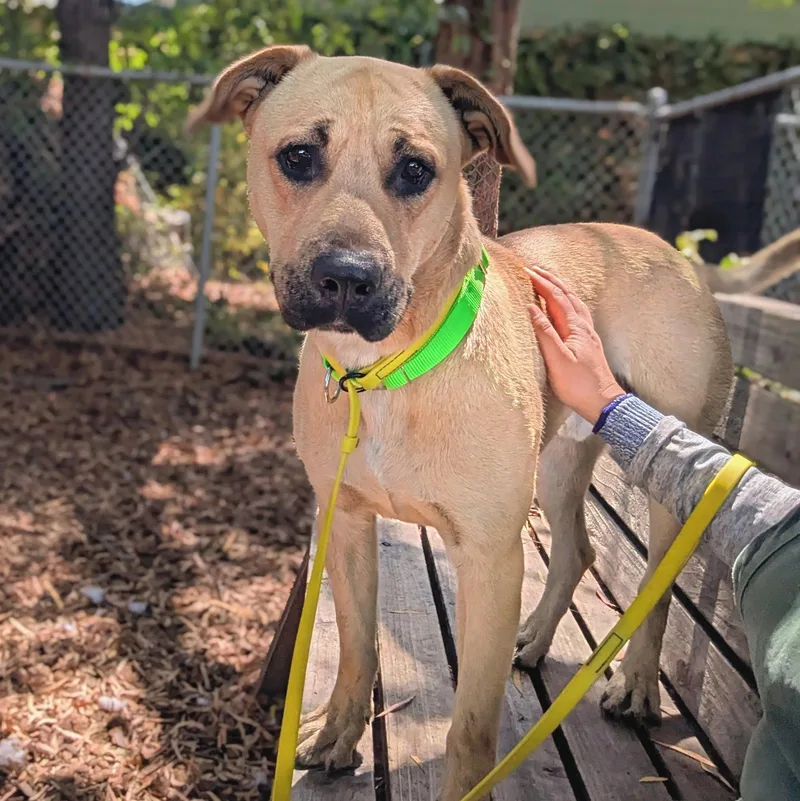 A young large-sized male Shepherd dog named Tommy for adoption in Oakland, CA