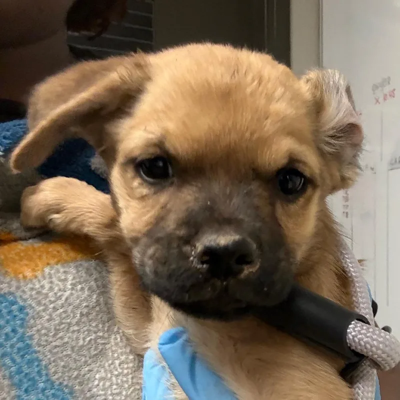 A baby small-sized female Yellow / Tan / Blond / Fawn Mixed Breed dog named Krissy for adoption in Yuma, AZ