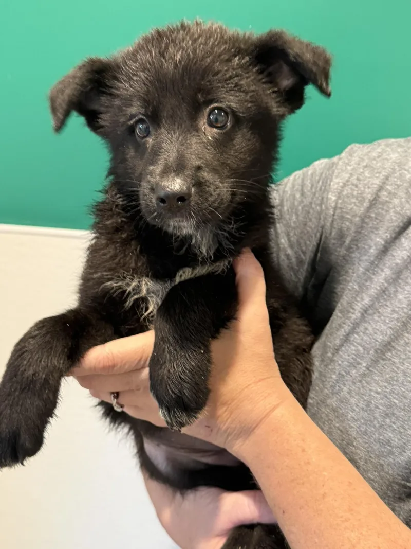 A baby medium-sized female Black German Shepherd Dog dog named Ivy for adoption in Blue Springs, MO