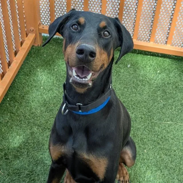An adult large-sized male Doberman Pinscher dog named Beans for adoption in Las Vegas, NV