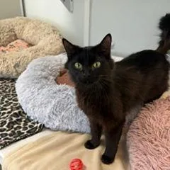 An adult medium-sized female Domestic Long Hair cat named Jewel for adoption in Greensboro, GA