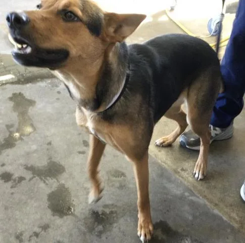 An adult medium-sized female German Shepherd Dog dog named Rose for adoption in Riverside, CA