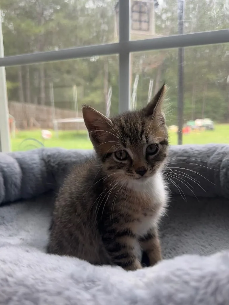 A baby large-sized male Domestic Short Hair cat named Johnny Cash for adoption in warrenville, SC