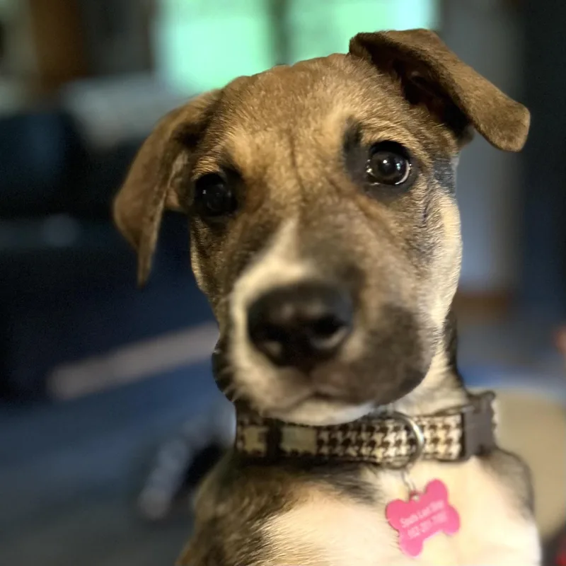 A baby medium-sized male Brown / Chocolate Black Mouth Cur dog named Kramer for adoption in Prior Lake, MN