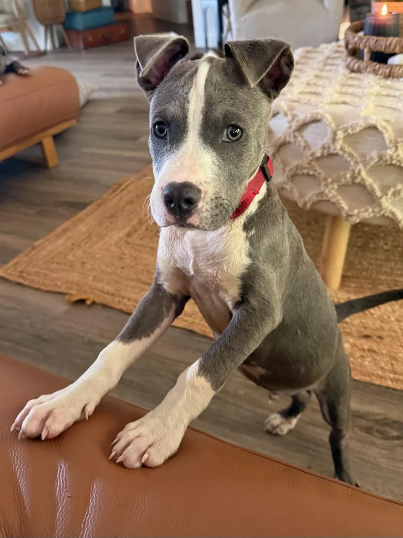 A baby medium-sized male Gray / Blue / Silver Terrier dog named Echo for adoption in Calera, AL
