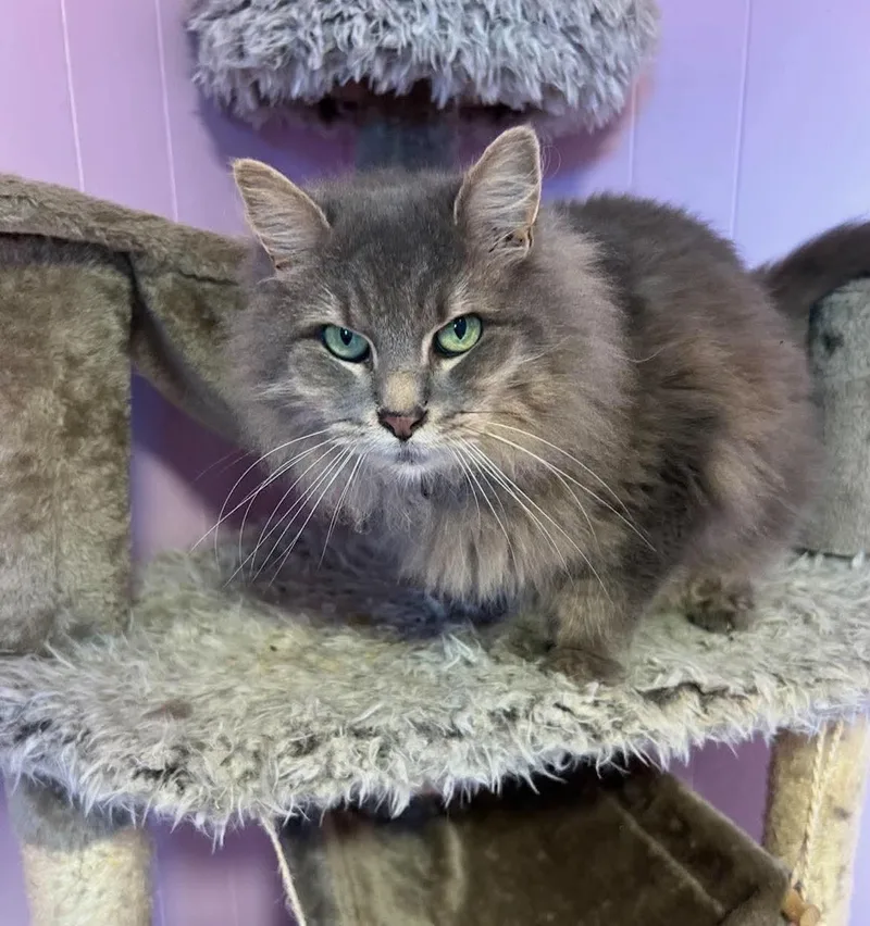 An adult medium-sized female Domestic Medium Hair cat named Piper for adoption in Avondale, PA