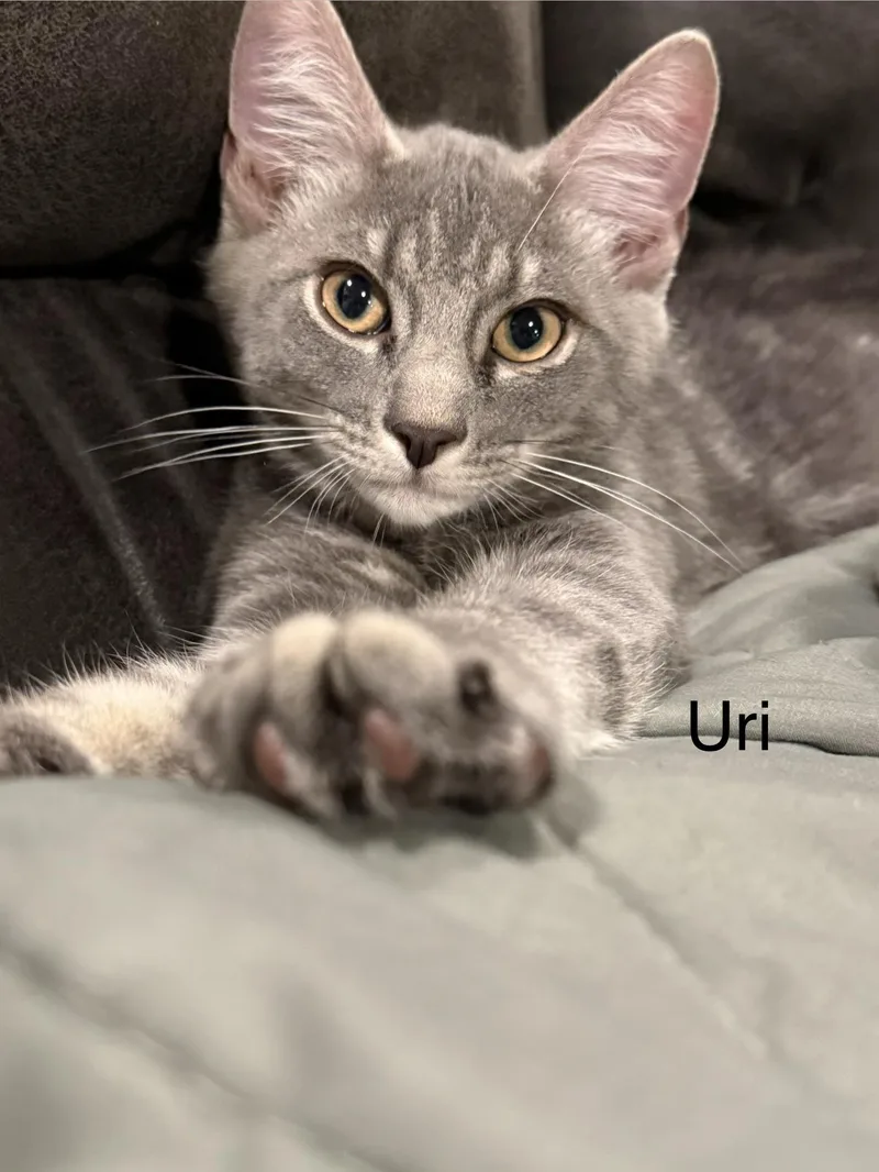 A baby large-sized male Tabby (Gray / Blue / Silver) Domestic Short Hair cat named Uri for adoption in Middletown, CT