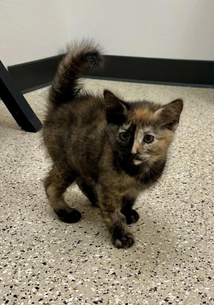 A baby medium-sized female Domestic Medium Hair cat named Chimera @PetSmart Walker Rd for adoption in Newberg, OR