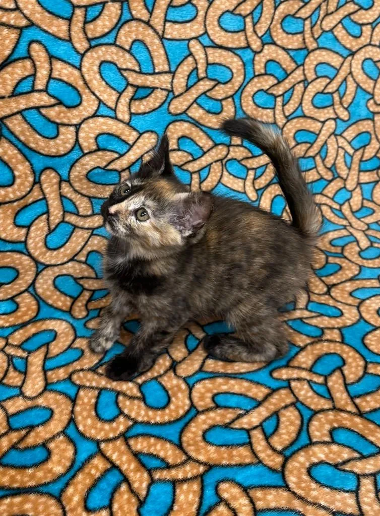 Chimera @PetSmart Walker Rd thumbnail 2