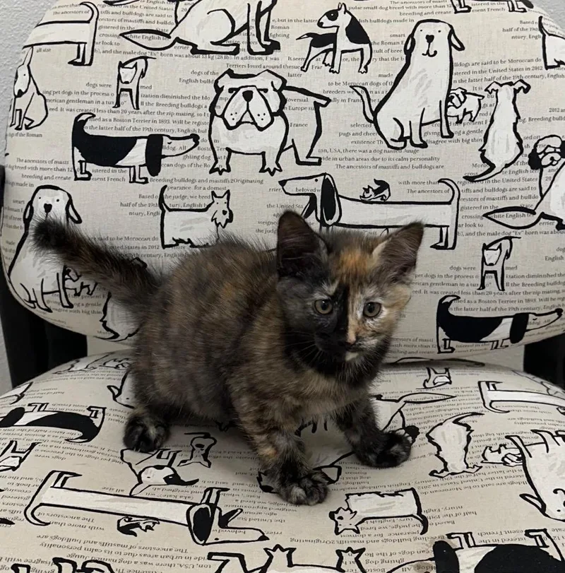 Chimera @PetSmart Walker Rd thumbnail 3