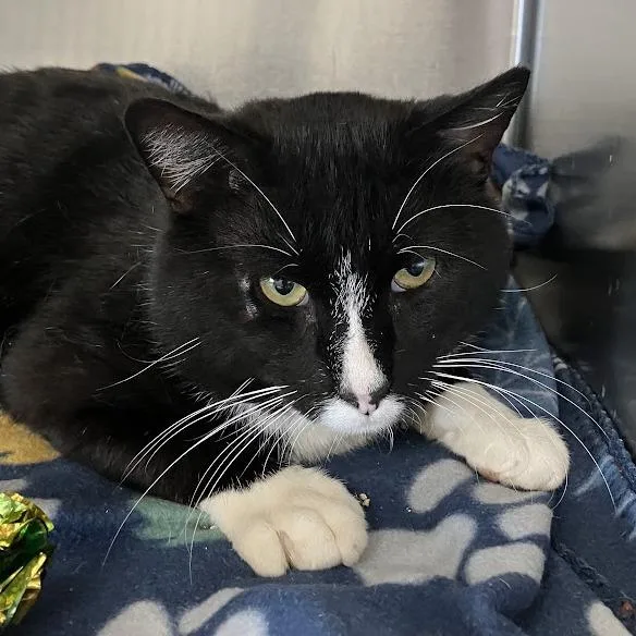 An adult large-sized male Black Domestic Short Hair cat named Onism for adoption in DeKalb, IL