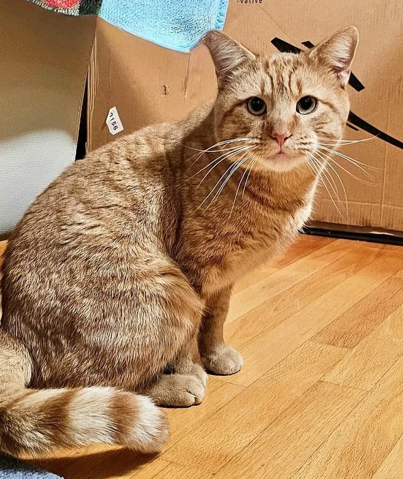 Star Bonded Pair With