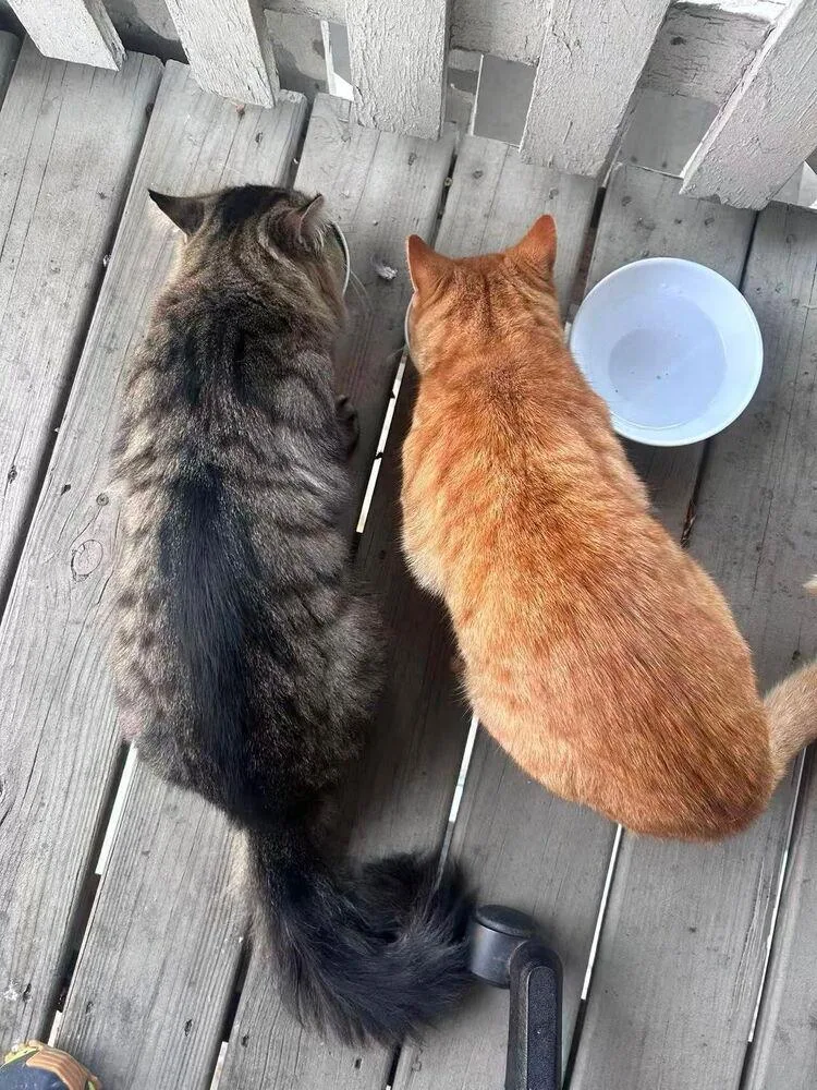 Star Bonded Pair With thumbnail 2