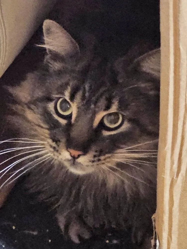 Star Bonded Pair With thumbnail 3