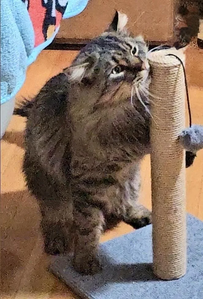 Star Bonded Pair With thumbnail 4