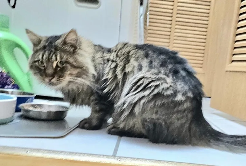 Star Bonded Pair With thumbnail 5