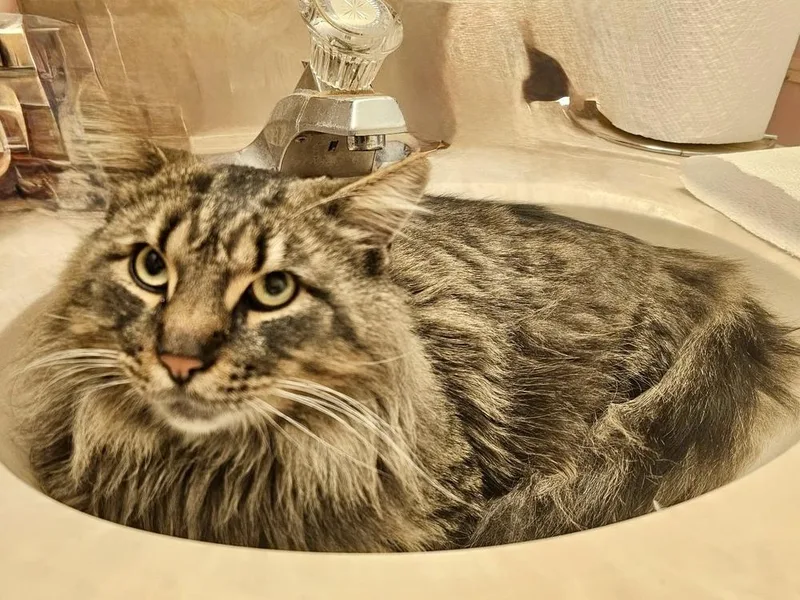 Star Bonded Pair With thumbnail 6