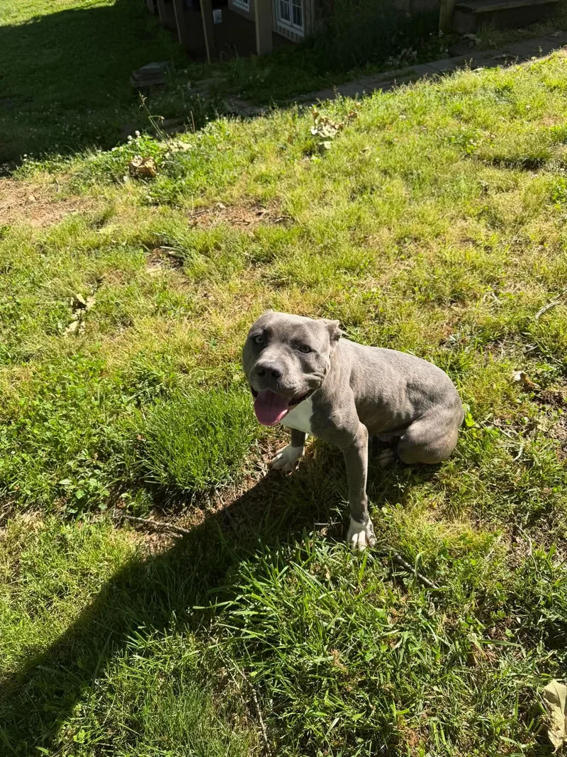 A young medium-sized female Gray / Blue / Silver American Staffordshire Terrier dog named Sandy for adoption in Luttrell, TN
