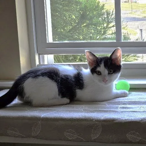 A baby small-sized male Black Domestic Medium Hair cat named Traveling Troublemaker for adoption in Fredericksburg, VA
