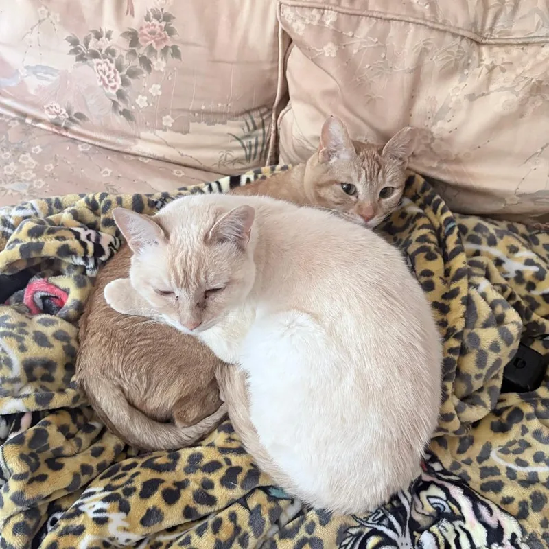 A senior medium-sized female Cream / Ivory Domestic Short Hair cat named Harpo for adoption in Chicago, IL