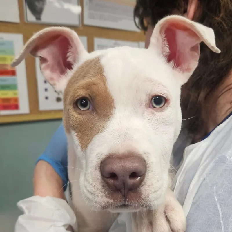 A baby small-sized male White / Cream American Staffordshire Terrier dog named Charming for adoption in Greenville, SC