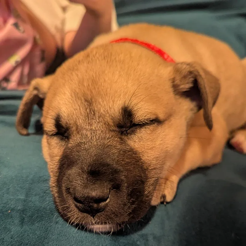 A baby small-sized male Brown / Chocolate Mixed Breed dog named Benjamin for adoption in Buffalo, MN