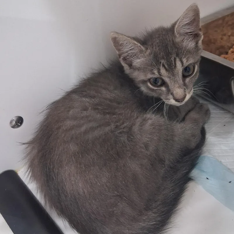 A baby small-sized male Gray / Blue / Silver Domestic Short Hair cat named Nemo for adoption in Elizabeth City, NC