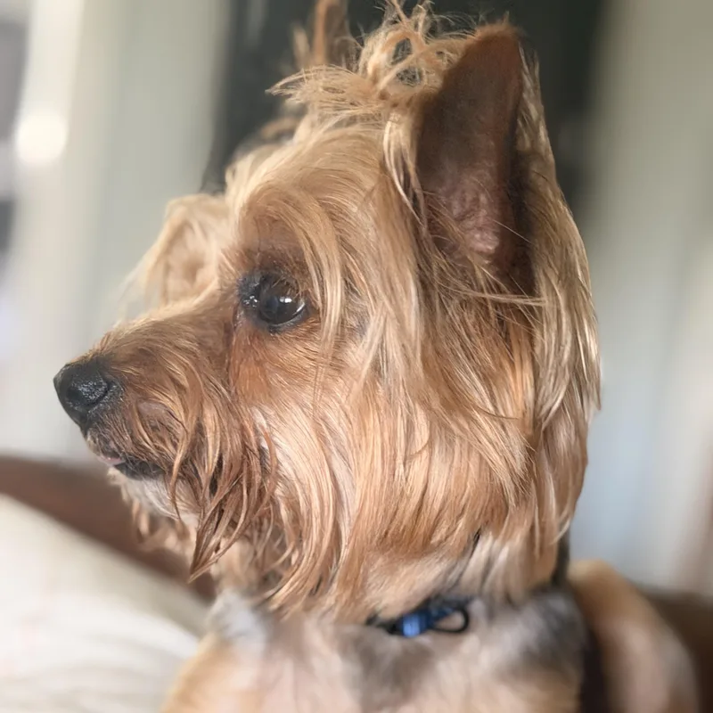 Duke