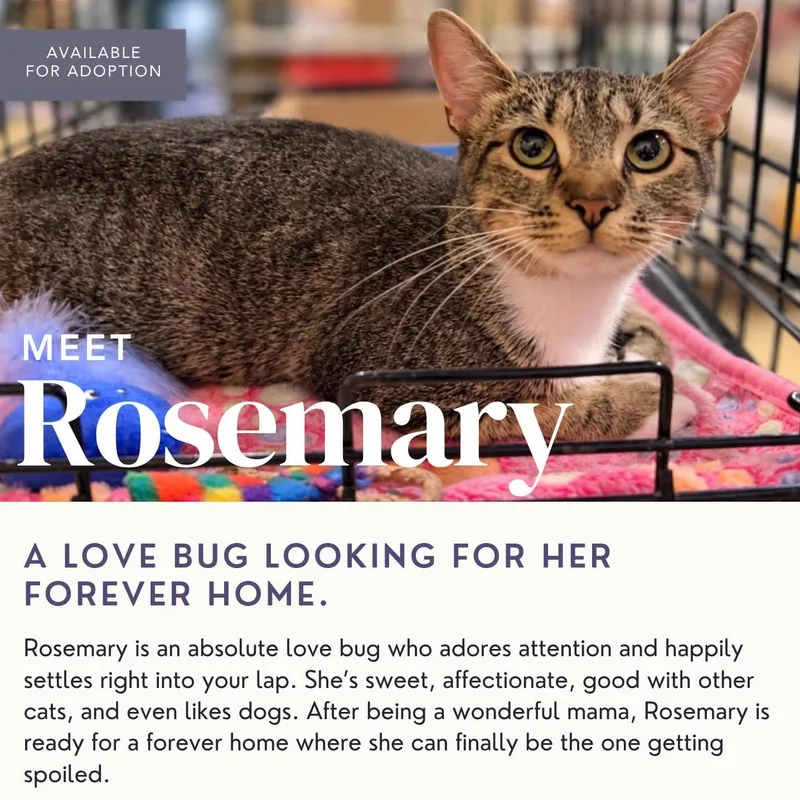 An adult medium-sized female Domestic Short Hair cat named Rosemary for adoption in Kenhorst, PA